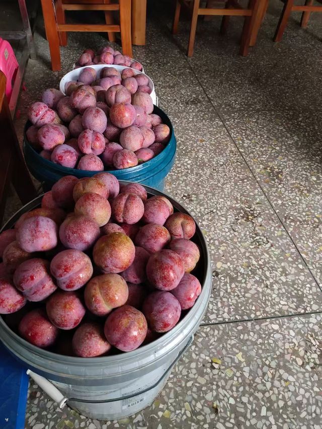 信宜馬安竹海游學攻略