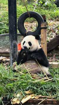聽勸廣州長隆野生動物園南門入真係正