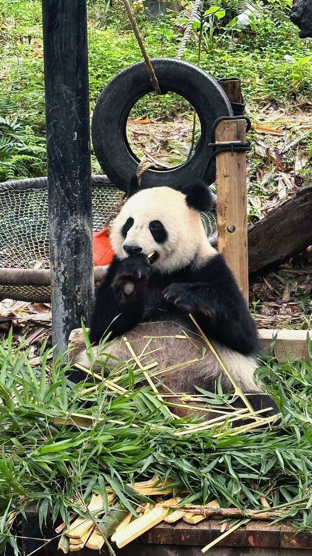 聽勸廣州長隆野生動物園南門入真係正