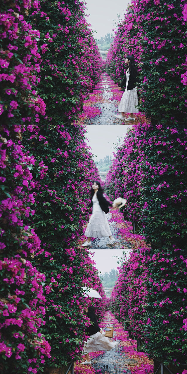 闖入現實版莫奈花園｜昆明周邊宜良三角梅瀑布