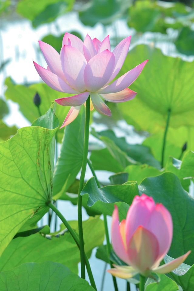 靈川賞荷靚到爆