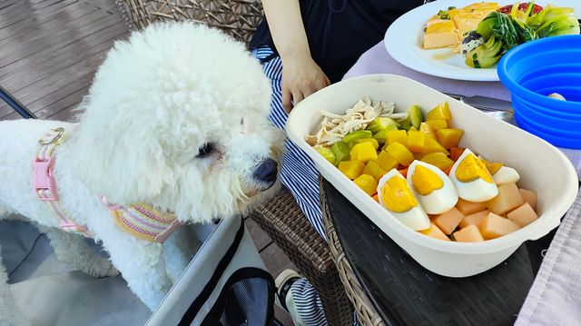 寵物住嘅五星級酒店- 深圳佳兆業萬豪大酒店