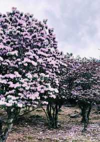 涼山好去處