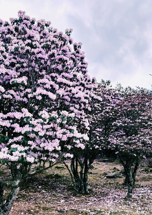 涼山好去處