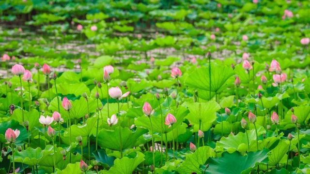 桐鄉馬鳴村百畝荷塘
