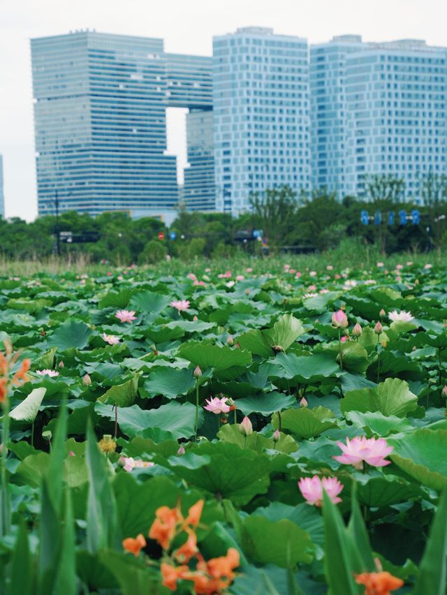 小荷才露尖尖角！