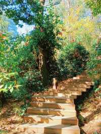 🌳住進童話中的樹屋 | 森吧客莊園獨棟樹屋·花間舍