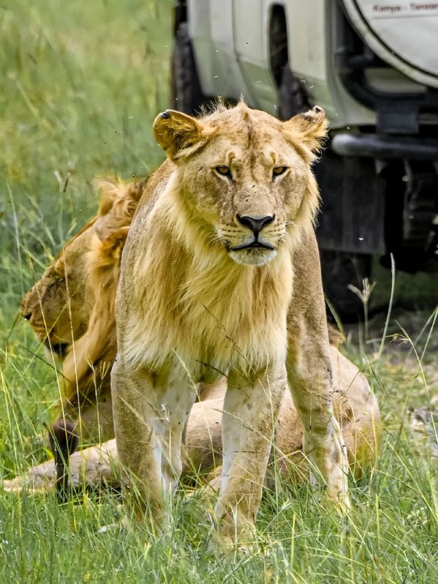 肯尼亞八天七晚Safari旅行流水賬