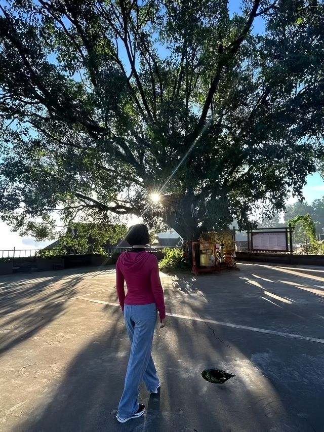 景邁山：隱藏在雲端的土著生活