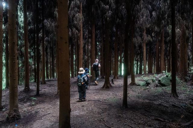 這個夏天，我把自己徹底交給了森林。