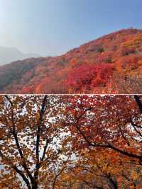 秋色漸染太行峽谷