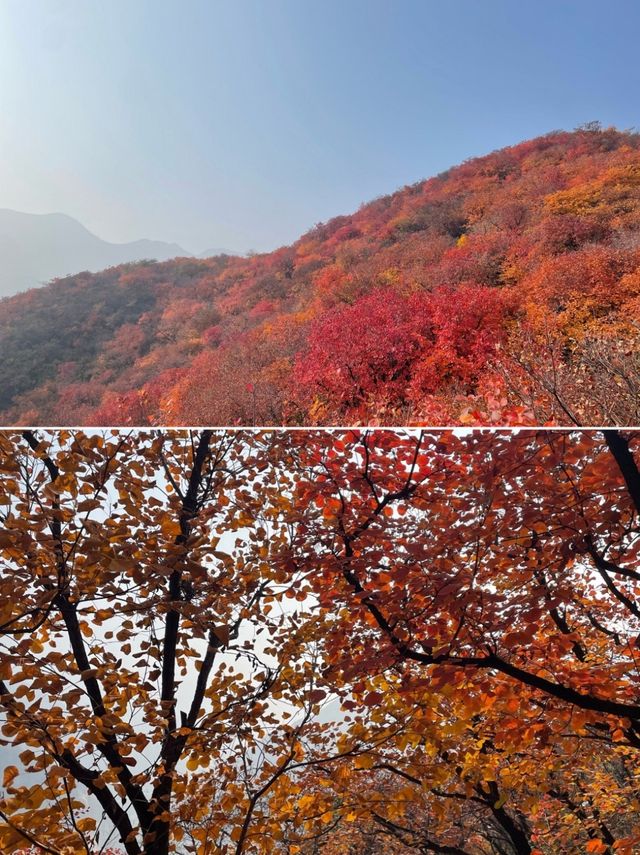 秋色漸染太行峽谷