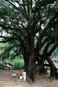 麗水景寧遊時思寺看千年古村落，雲中大漈山野徒步