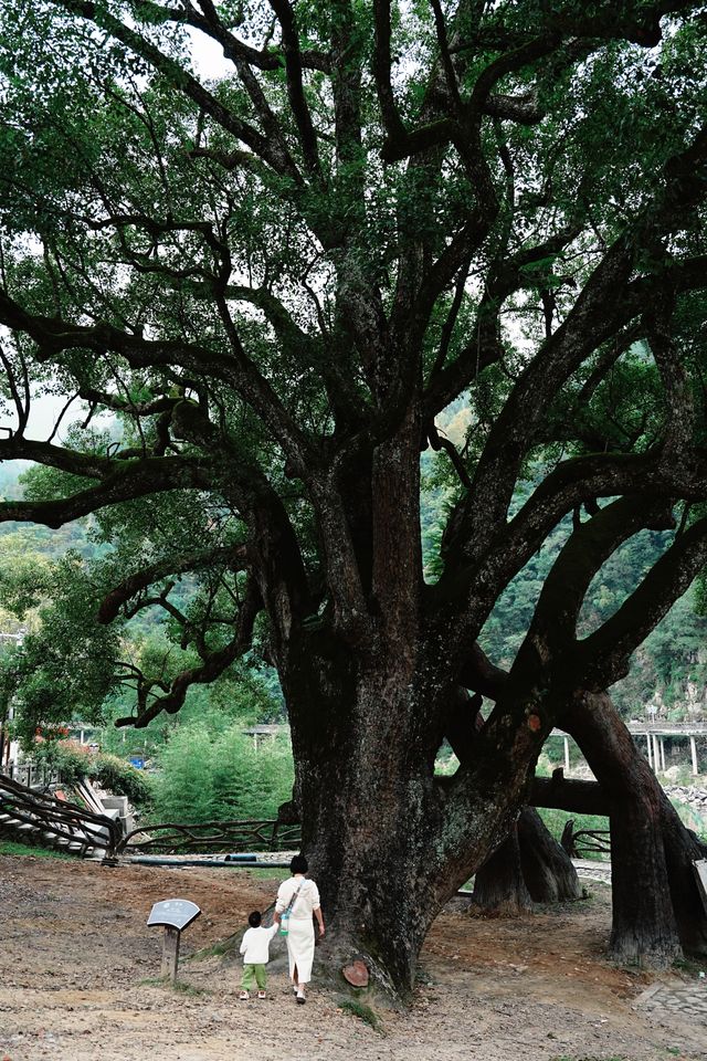 麗水景寧遊時思寺看千年古村落，雲中大漈山野徒步