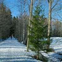 🎿 Cross-Country Skiing in Helsinki – Gliding Through a Winter Dream