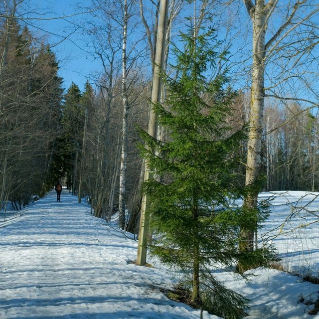 🎿 Cross-Country Skiing in Helsinki – Gliding Through a Winter Dream