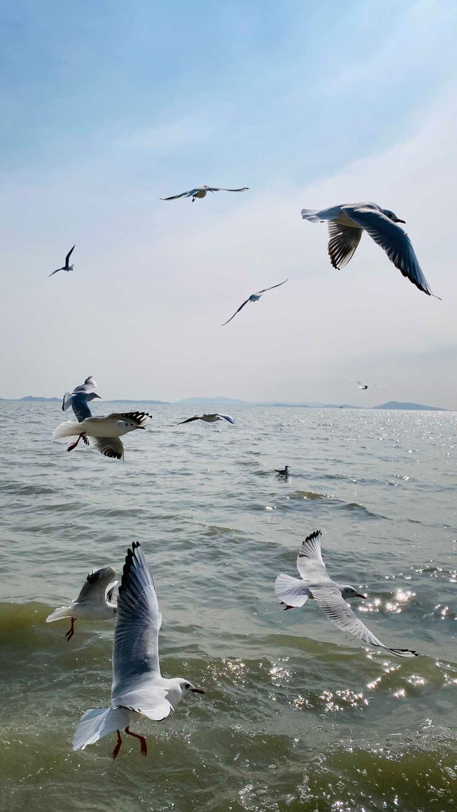 夕陽下與海鷗共舞