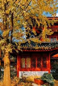 梧桐葉緣初染金，桂香暗度滿城隅——下個月的上海
