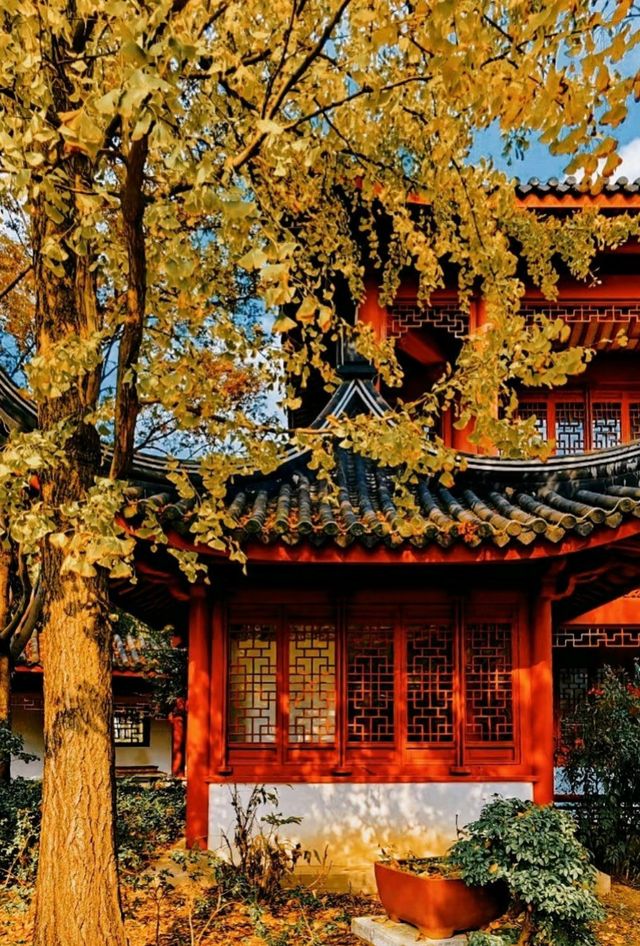 梧桐葉緣初染金，桂香暗度滿城隅——下個月的上海