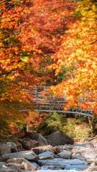 中國紅葉第一山！光霧山賞秋攻略，避開人潮拍大片