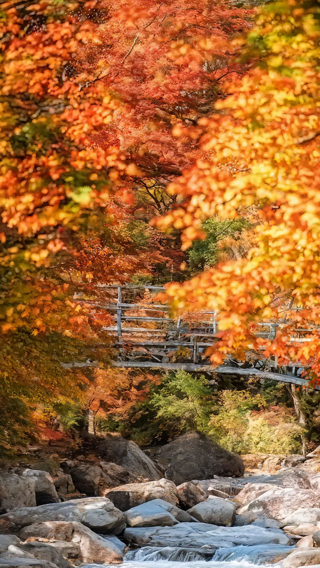 中國紅葉第一山！光霧山賞秋攻略，避開人潮拍大片