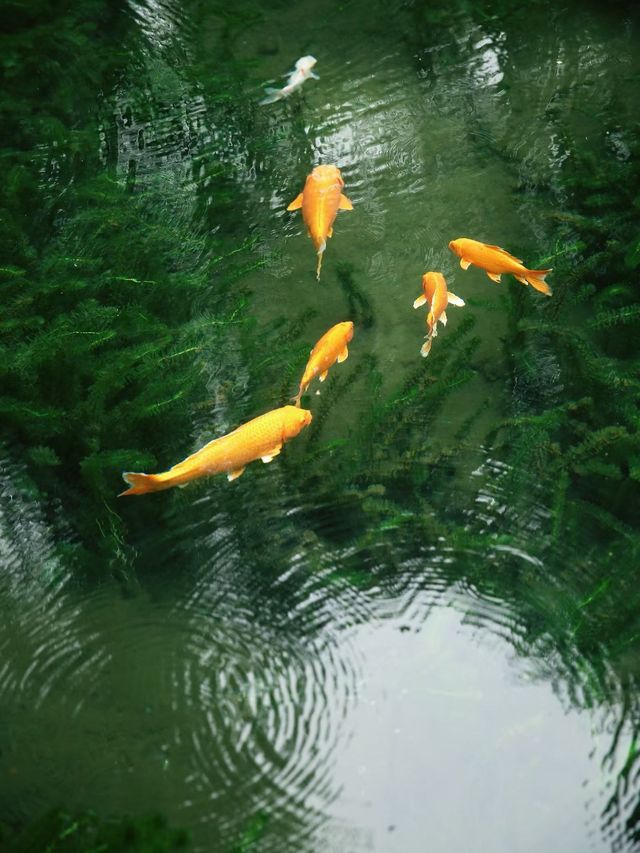 不出門真不知道雨後的濟南有多美～