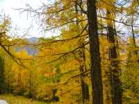 喀納斯河畔：秋日色彩的絕美盛宴