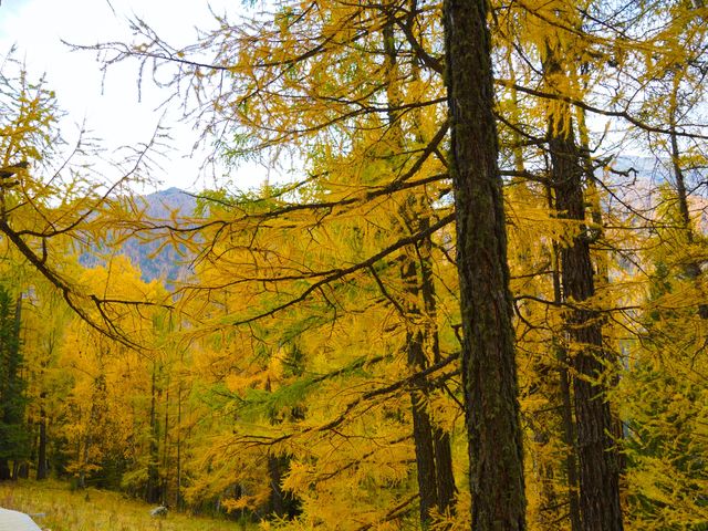 喀納斯河畔：秋日色彩的絕美盛宴