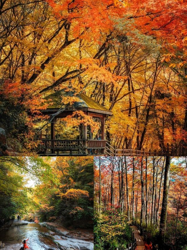 光霧山紅葉季｜中國紅葉第①山，私藏絕美賞秋秘境