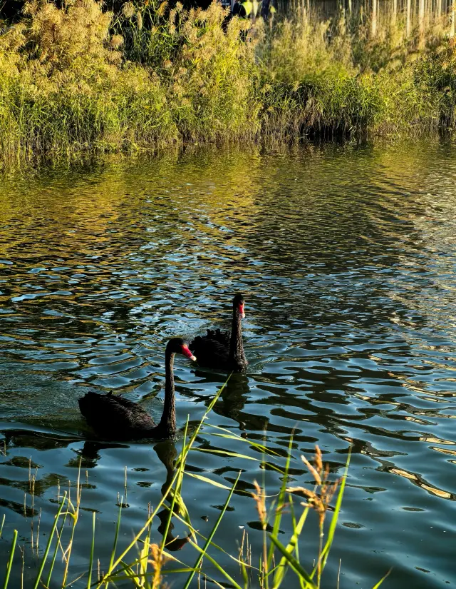 帝都秋色咋這麼美！圓明園拍照超全打卡攻略