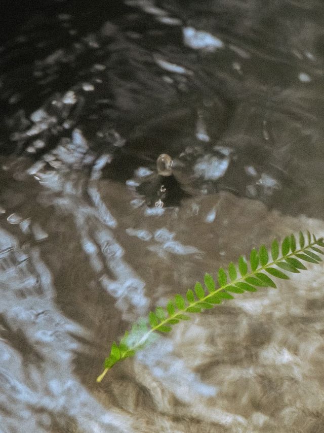 秋日市井光影雲和維夏這片落葉飄進了我的心坎裡