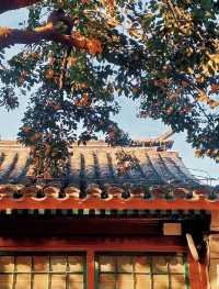 秋天的景山公園，紅牆與金黃銀杏相映成趣，是賞秋的絕佳去處。