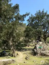 江浙最美徒步路線|走馬崗香榧林（附攻略）