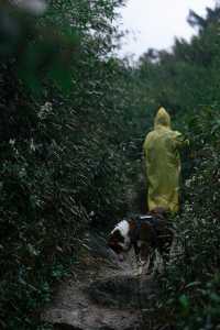 雨中闖走馬崗，在諸暨的迷霧森林裡找野趣！