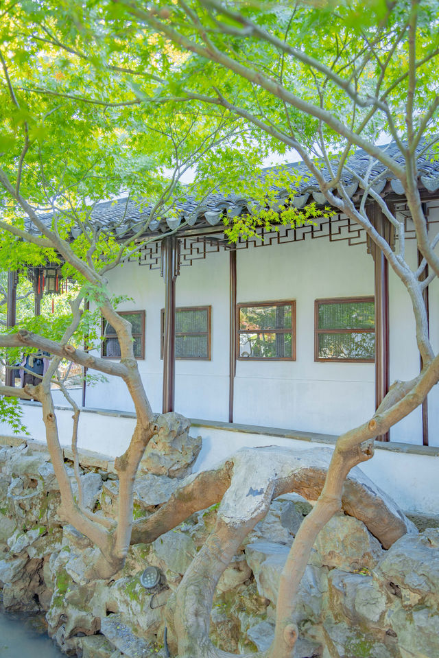 姑蘇的秋天秘境,藏在怡園的秋景打卡指南 姑蘇的秋天秘境,藏在怡園的秋景打卡指南