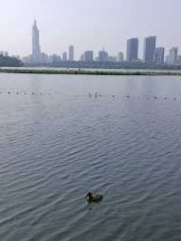 一城山水滿湖詩：邂逅金陵城下，最美玄武湖的秋天