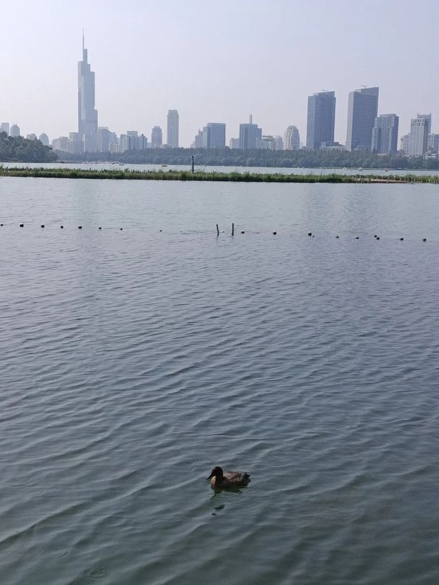 一城山水滿湖詩：邂逅金陵城下，最美玄武湖的秋天