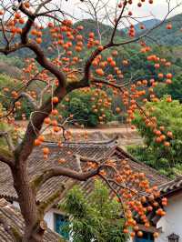 聽我的!趁還沒紅,快來溫州這個掛滿「小燈籠」的村莊!