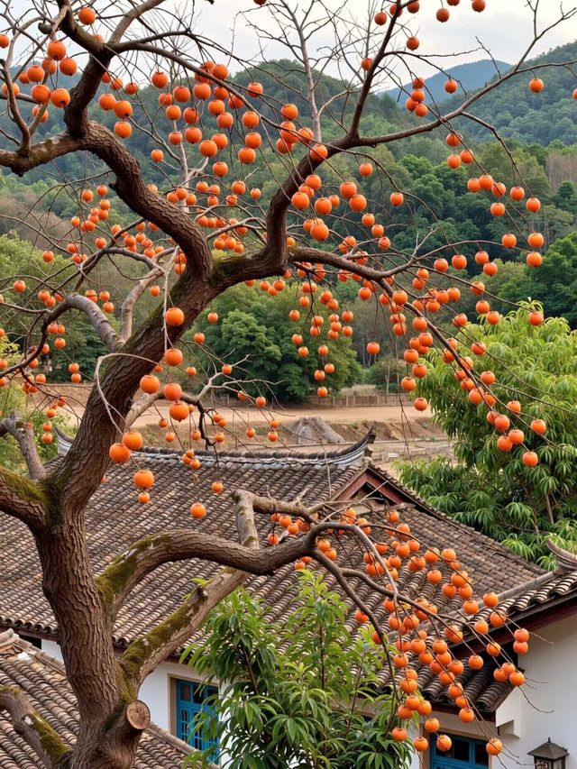 聽我的!趁還沒紅,快來溫州這個掛滿「小燈籠」的村莊! 聽我的!趁還沒紅,快來溫州這個掛滿「小燈籠」的村莊!