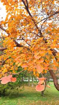 城市中心的秋日童話