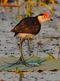 卡卡杜國家公園,澳洲狂野秘境遊
