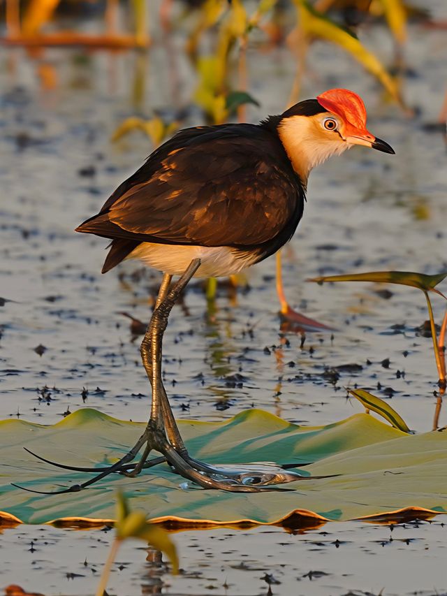 卡卡杜國家公園,澳洲狂野秘境遊 卡卡杜國家公園,澳洲狂野秘境遊