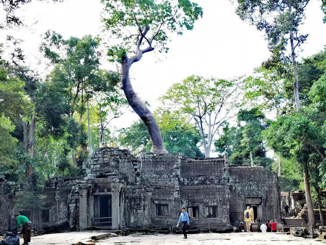 探秘@柬埔寨吳哥窟