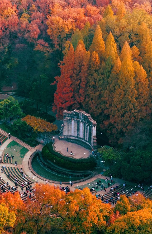 沒有一個城市比南京更懂秋天