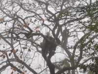 令人驚艷的賞秋之地——中國甜柿第一村