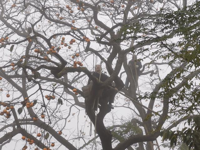 令人驚艷的賞秋之地——中國甜柿第一村 令人驚艷的賞秋之地——中國甜柿第一村