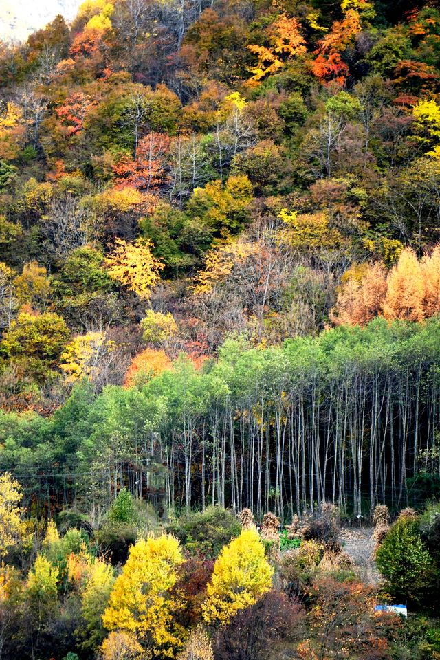 這裡的秋色不等人