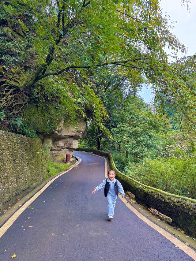 帶娃吸氧去!成都1.5h直達的森林徒步路線
