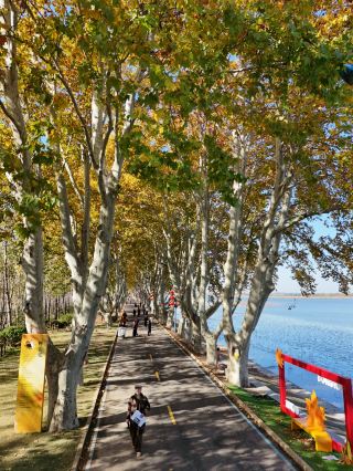 연운항 가을 비밀 명소｜2.2km 가로수길이 황금빛 꿈처럼 빛나는 곳