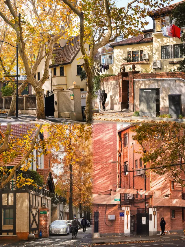 上海梧桐秋日漫遊指南